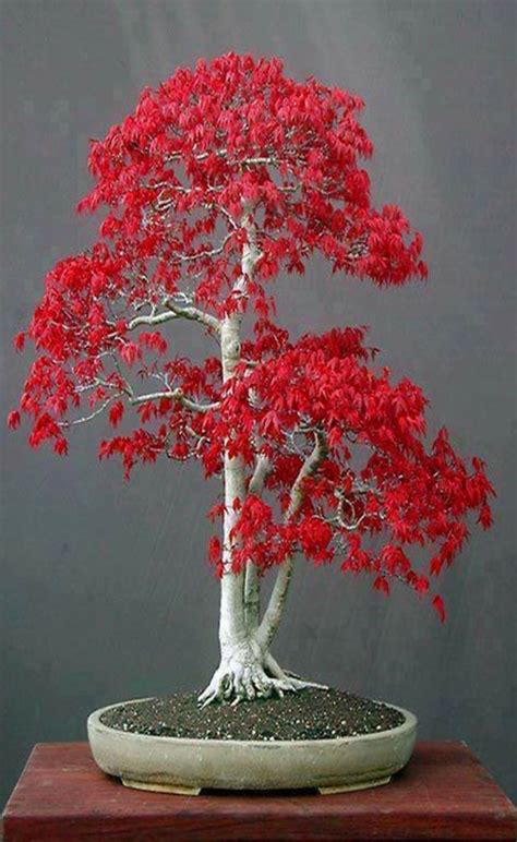 Best 25+ Bonsai tree price ideas on Pinterest