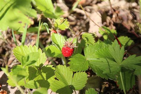 fraise rouge sauvage photo gratuite sur pixabay pixabay