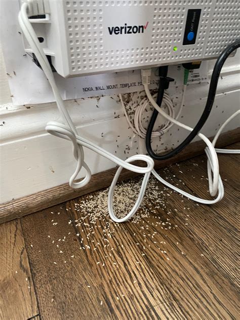 Found ants, wiped around the area and all the white bits fell out