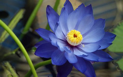 Blue Lotus Flower: Meaning and Symbolism - Mythologian.Net