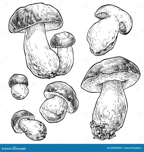 Mushrooms Boletus Edulis Handmade Illustration Royalty Free Stock