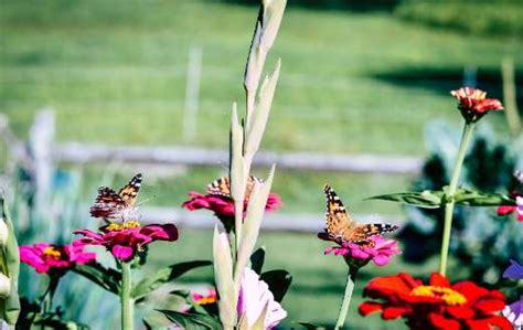 Painted Lady Butterfly Online Jigsaw Puzzles