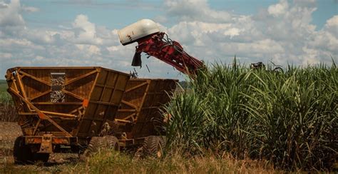 Campo Futuro Analisa Custos De Produ O De Seis Culturas Cana Online