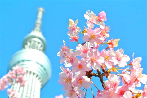 一足早く春を感じに河津桜を見に行こう！！ Guidoor Media ガイドアメディア