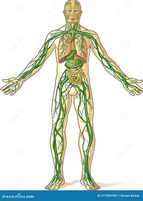Fluid Defenders: Lymphatic System - the Body S Frontline Defense, the