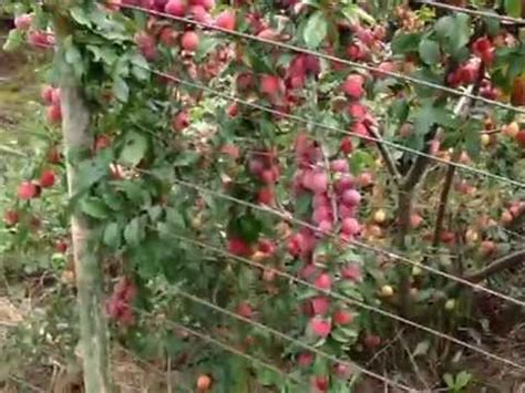 Алыча Комета, Золушка, Витьба, Лама - YouTube