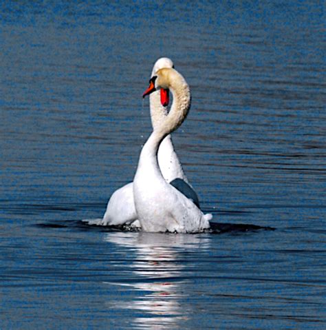 Schwanen Sex 3 Akt Forum für Naturfotografen