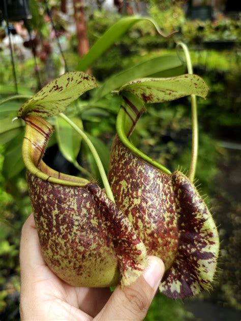 ราน กานโต Ganto nepenthes on Instagram Nepenthes Viking x