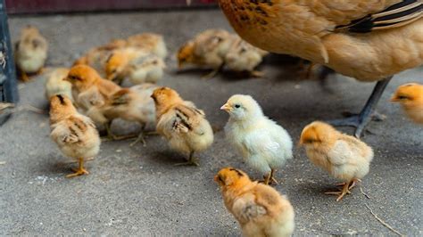 Gallina Con Sus Pollitos Png Im Genes Predise Adas De Gallina