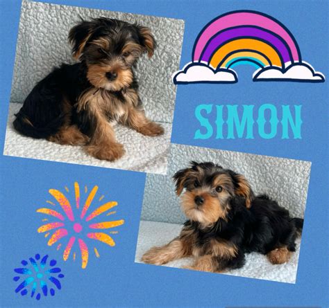 ️ Gorgeous Yorkshire Biewer Terrier Puppies Yorkies Dogs And Puppies