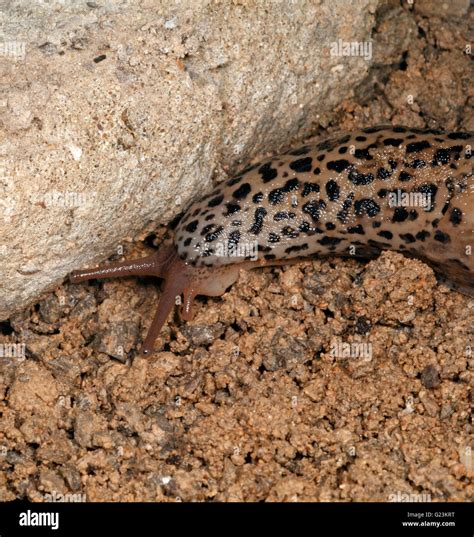 Leopard Slug Limax Maximus Feeds On Other Slugs Stock Photo Alamy