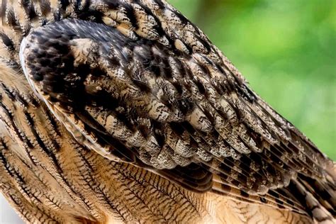 Bird Wing Anatomy Underside