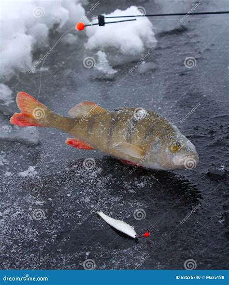 Perch Ice Fishing In Scandinavia Stock Photo Image Of Lake Predator