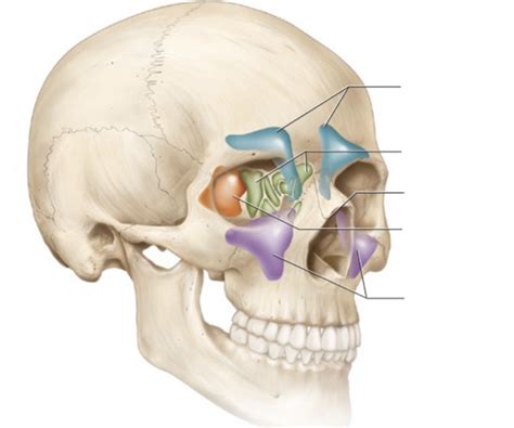 paranasal sinuses Diagram | Quizlet