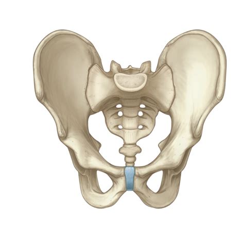 detailed bony pelvis diagram quizlet