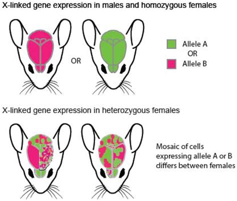 X Chromosome Regulation And Sex Differences In Brain Anatomy PMC