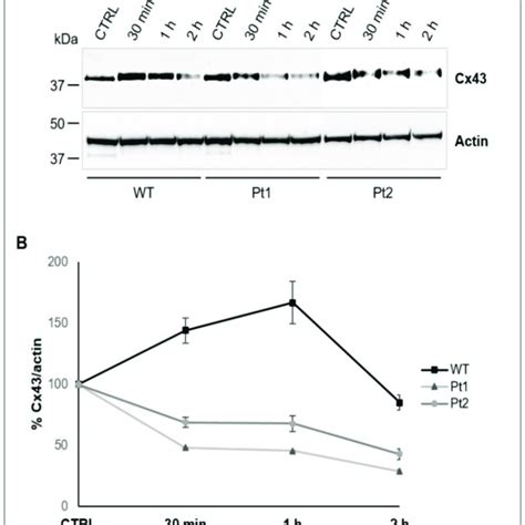 WT MLC1 Increases Cx43 Protein Stability A WB Analysis Of Protein