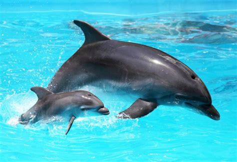 dolphin tastic names  guide   cutest   famous dolphin