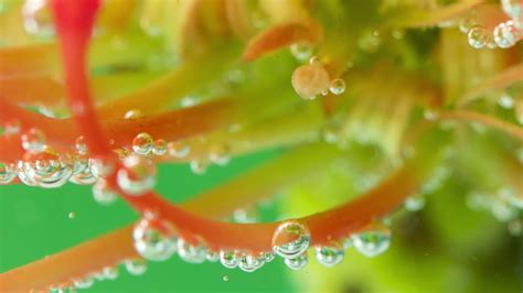 Underwater view of blooming flower into the water with air bubbles ...