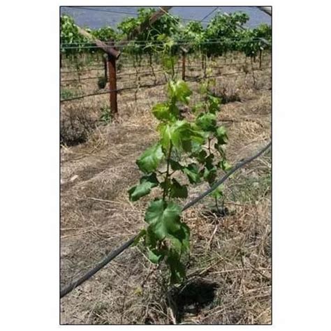 grapes plant   price  hyderabad  bhanu agri bio sciences id