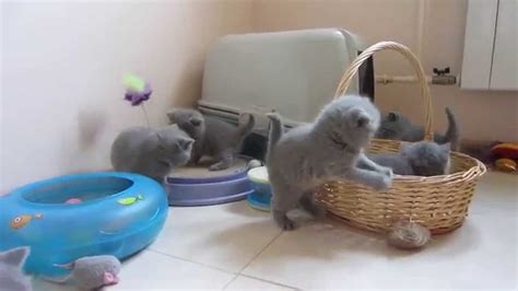 Голубые британские котята. Игры-игры-игры. - YouTube