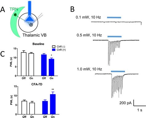 Optogenetic Activation Of Gabaergic Transmission In The Vb Attenuated