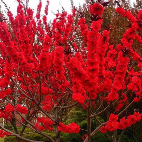 Pe De Cereja Vermelha - Muda de Cerejeira Flor Vermelha – Florada Vibrante Para Jardins