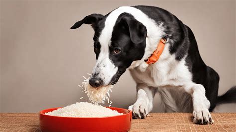 5 Simple Steps To A Tail-Wagging Treat: Homemade Dog Rice Recipe