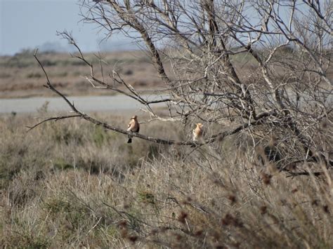 Common Hoopoe From 13460 Saintes Maries De La Mer France On April 11