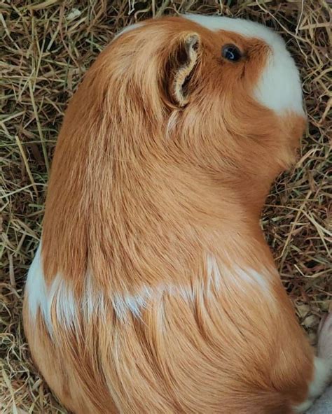 Pin Di Karla Barbosa Su Guinea Pigs