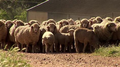 Sheep Farming In Nigeria A Step By Step Guide Nigerian Finder