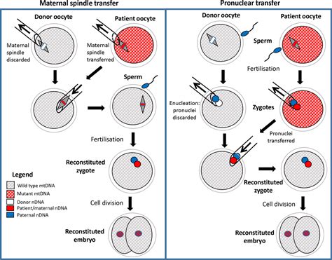 Mitochondrial Donation Is Australia Ready The Medical Journal Of