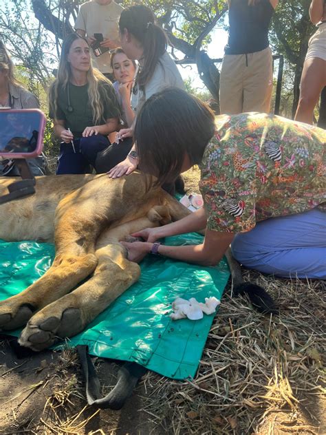 Critics are debating mikayla raines wildlife rehabilitation methods 1