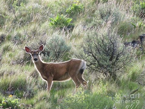Deer On The Hill Photograph By V Pics Fine Art America