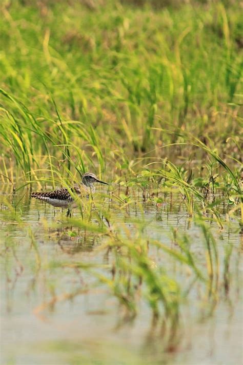 A Wood Sandpiper In A Swampland Sundarbans Delta Region Of West Bengal