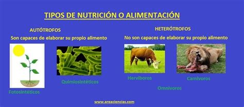 Entra y Aprende Facil los Tipos de Alimentación Autotrofos y