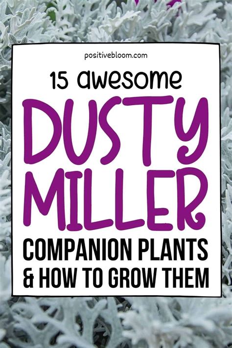 15 Awesome Dusty Miller Companion Plants And How To Grow Them In 2024