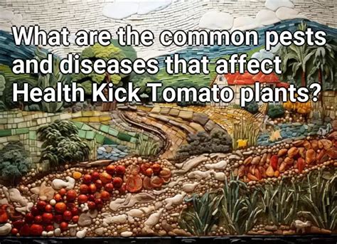 What Are The Common Pests And Diseases That Affect Health Kick Tomato Plants Agriculture Gov