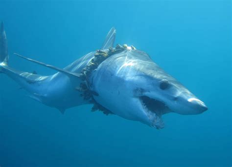 Download Mako Shark Underwater Wallpaper