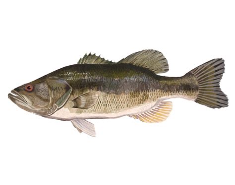 Largemouth Bass | Mid-Atlantic Stocking