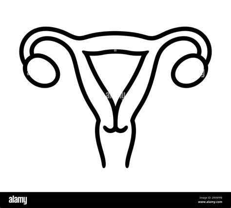 Adherens Junctions Uterus At Paige Brown Blog