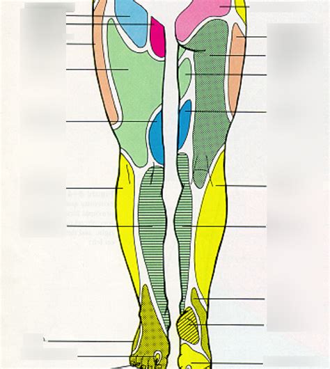 Lower Extremity Nerve Map Diagram Quizlet