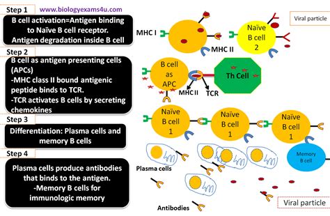 antigen presenting cell     marlon  dickerson