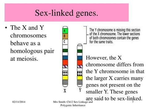 Ppt Chapter Sex Linkage And Polygenic Inheritance Powerpoint