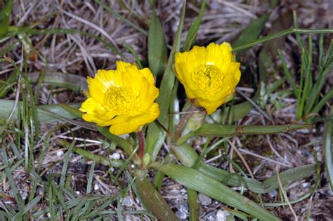 Ranunculus Abnormis Cutanda And Willk