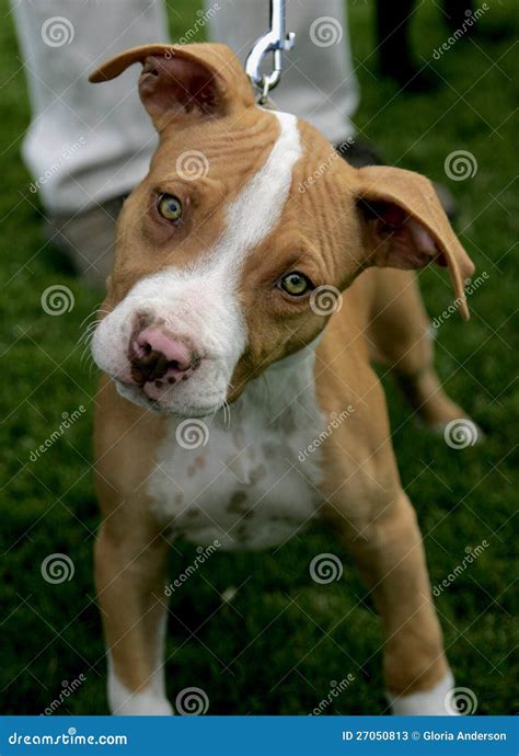 Red Nose Pitbull Puppy Stock Image Image Of Loving Animal 27050813