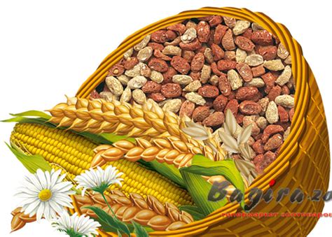 Купить Корм для грызунов Зоомир Грызунчик-2 Зерновые орешки 250 гр по ...