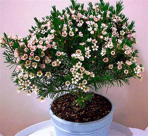 Хамелациум – АГРАРИЙ