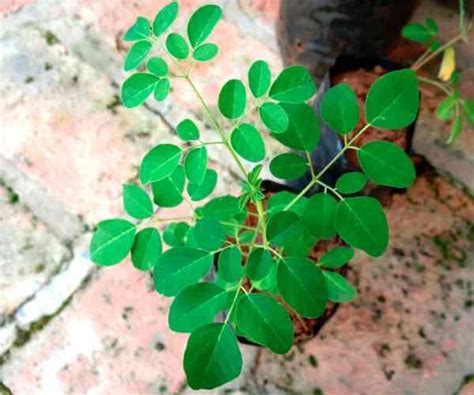 Cómo sembrar moringa en casa pasos y consejos