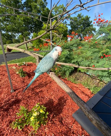 Blue Quaker Parrot Baby Atelier Yuwaciaojp